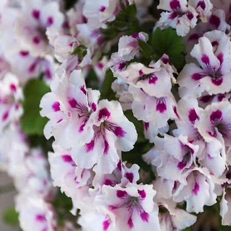 Apartment Garden M&M ドゥブロブニク エクステリア 写真