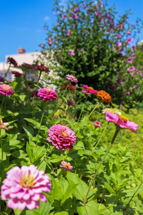 Apartment Garden M&M ドゥブロブニク エクステリア 写真